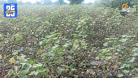 Cotton Crop Damage