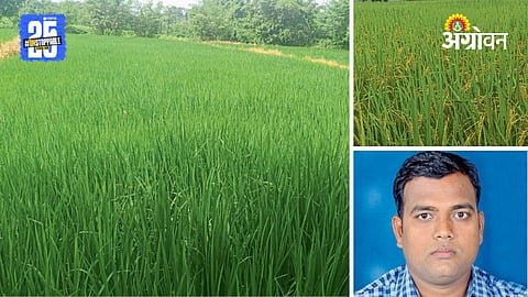 Paddy Cultivation