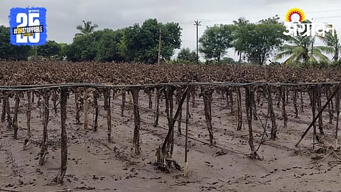 Grape crop in Flood