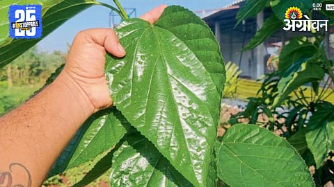 Mulberry Cultivation