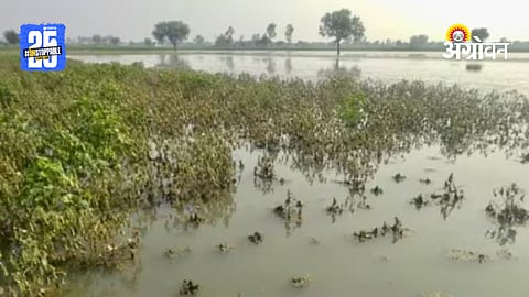 Amravati Farmers: अमरावतीत शेतकरी मदतीच्या प्रतीक्षेत