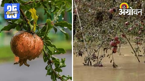 Pomegranate in Heavy Rain