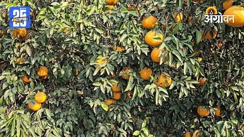 Orange Farmers