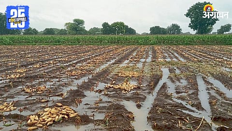 Rain Crop Damage