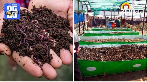 Vermicompost Procedure