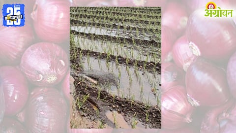 Kharif Onion Crops Damage 