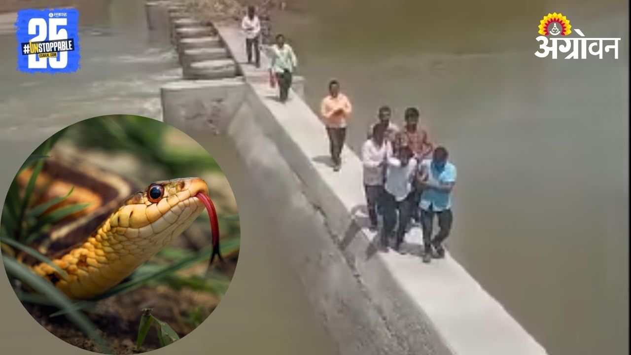 Revenue Officer Snake Bite