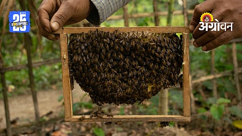 Bee keeping