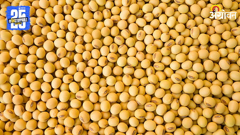 Soybean