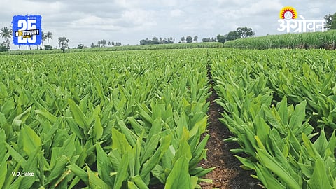 Turmeric Farming