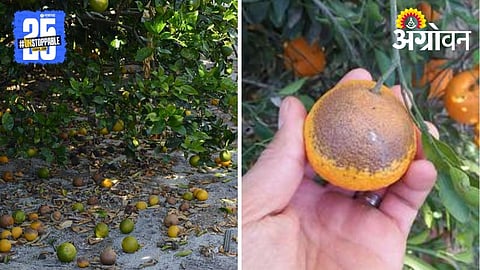 Citrus Management