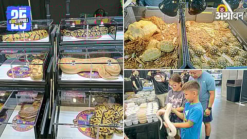 All American Reptile and Plant Expo