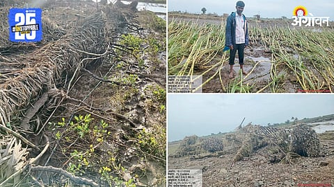 Agricultural Damage