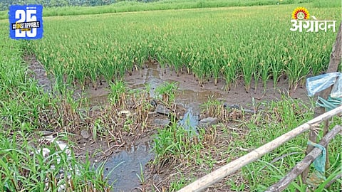 Crop Damage