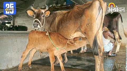 Cow Health 