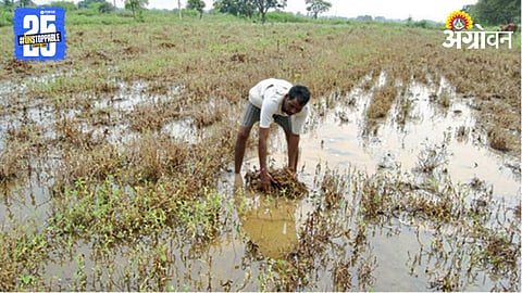 Crop Damage 