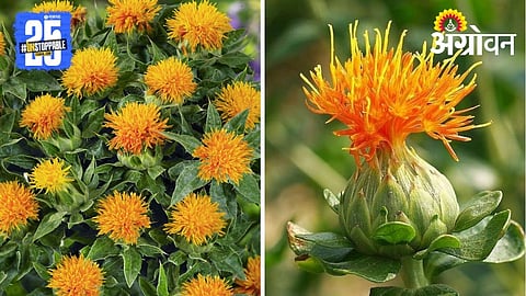 Safflower Varieties