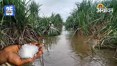 Sugar Production Decline