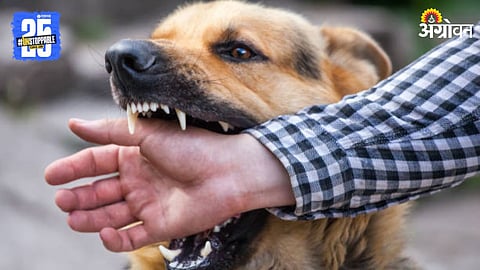 Rabies Zoonotic Disease