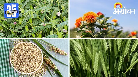 Seed Treatment of Rabi Crops