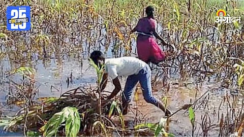 Heavy Rain Agriculture Loss