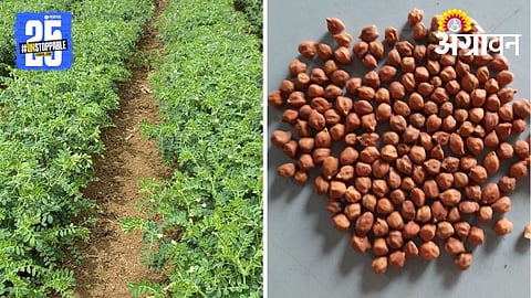 Chickpea Varieties