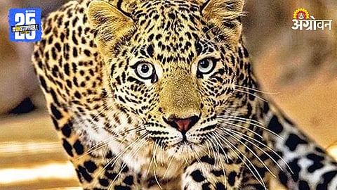 Leopard Conflict
