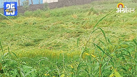 Crop Damage