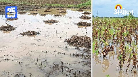 Crop Loss
