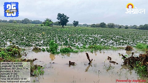 Crop Damage