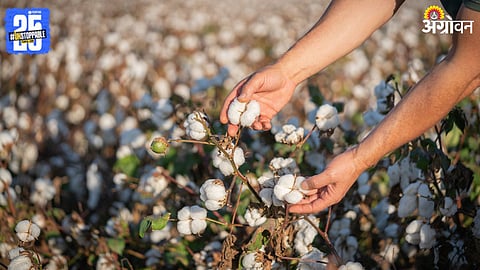 Cotton Procurement