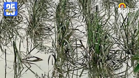 Crop Damage 