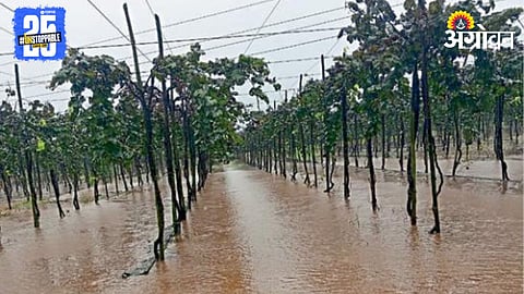 Crop Damage 
