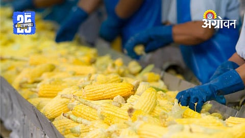 Corn Processing Industry