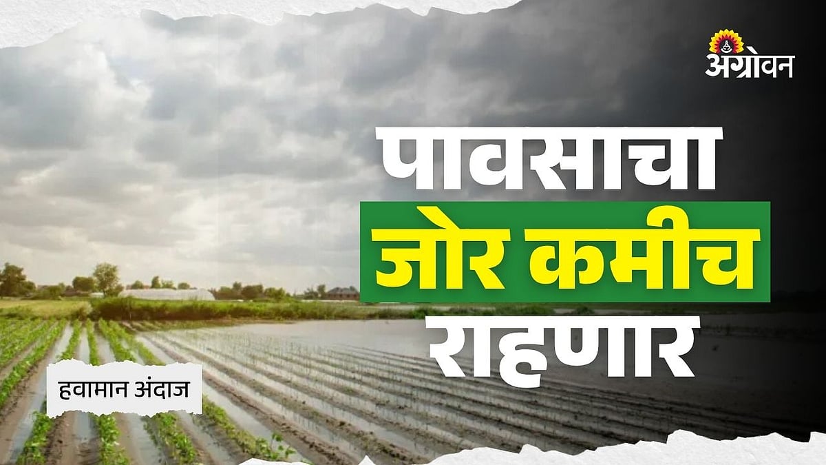 Weather Update: पावसाचा जोर कमीच राहणार |Rainfall Intensity Likely to ...