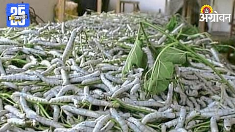 Silk Farming 