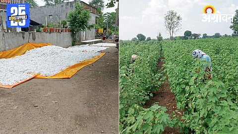Cotton Damage