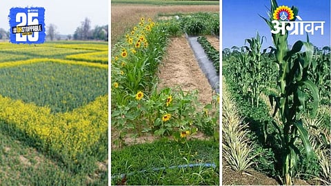 Trap Crops