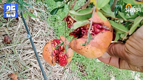 Pomegranate