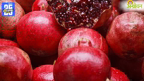 pomegranate crops 