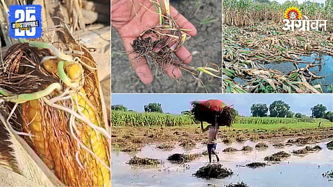 Crop Loss Crisis : शिवारांची दुर्दशा, दोन पैशांची मावळली आशा 