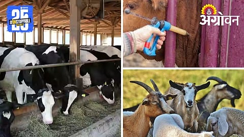 Livestock Management