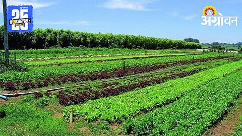 Rabi Intercropping