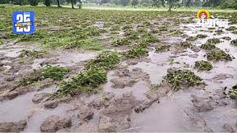 Crop Loss