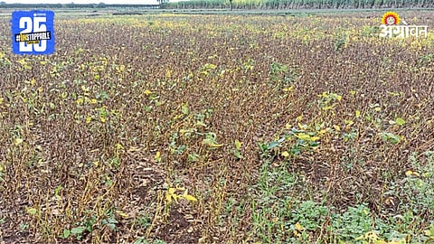 Soybean Farming