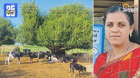 Dairy Farming