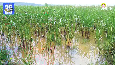 Sugarcane Crop Damage