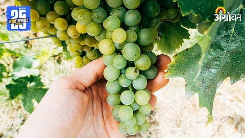 Grape Crop