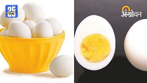 World Egg Day