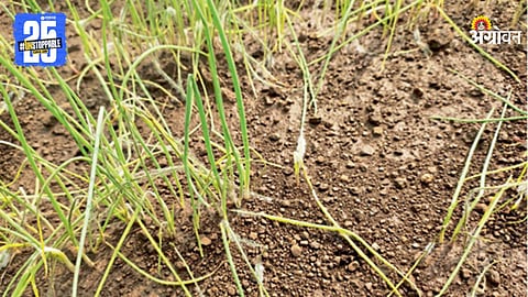 Onion Crop Damage